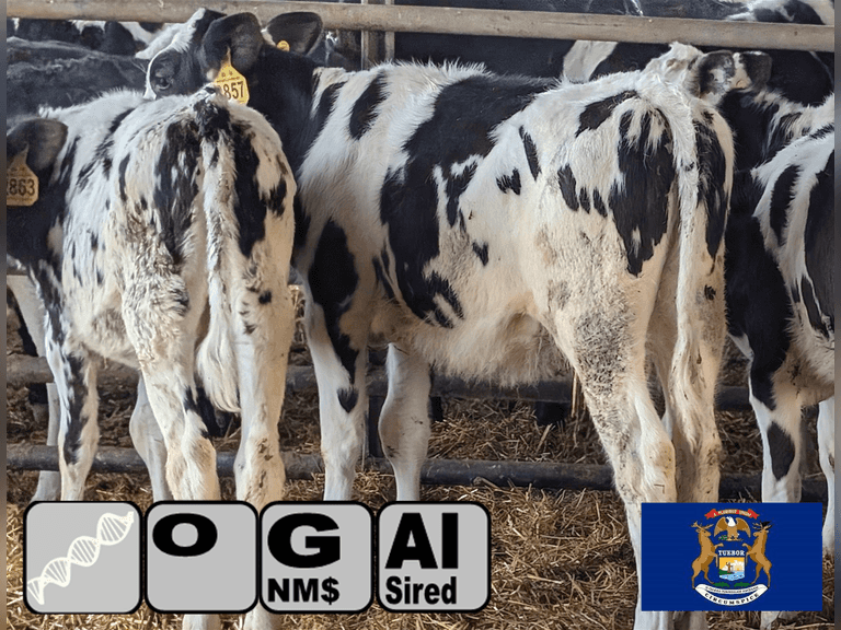 (9) Open Holstein Heifers | Born 7-18-25 to 9-21-25 | Medium Flesh, Est Weight Range 200#-300#  | Genomic Tested Group Avg 236 gNM$ 209 gCM$ | AI Sired (Sires NM$ Avg 384) | Dams 305me Avg 35669me 1414f 1090p 2503cfp | Genetic Focus Herd, RHA 29928m 4.5%f 1365f 3.2%p 954p, Last Test 95#m 4.4%f 3.2%p | Lots 22A & 22B are hooked together for bidding, therefore will remain open until bidding is complete on both lots | Bollinger Farms Vestaberg, MI | Load by 1-16-26 (Rep Shaun Hyde 989-287-2660) | 2830 2842 2847 2849 2852 2854 2857 2859 2863