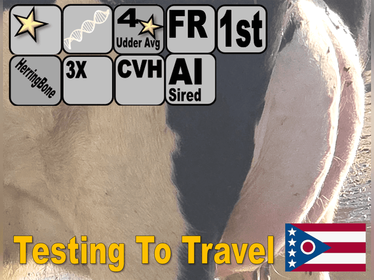 (10) Fresh 1st Lact Holstein Heifers | Fresh 11-7 to 12-26 | 3X Group Avg 35 DIM *82#m (96#ecm) 4.7%f 3.3%p 17(K)scc, 4⭐Udders, 105 pCM$, 101 pNM$ | AI Sires Avg 388 NM$ | Dams 305me Avg 32411m 1469f  963p 2432cfp | ⭐GOLD STAR Genetic Focus Herd - RHA 31548m 4.6%f 1410f 3.2%p 1025p, Last Test 96#m 4.7%f 3.3%p 88(k)scc | Herringbone Parlor, Sand Stalls, Headlocks, Complete Herd Health & Vaccinations, Registered | Lots 4A & 4B are split by Lact & are hooked together for bidding, therefore will remain open until bidding is complete on both lots |  Doughty-Valley Holsteins Millersburg, OH | Load By 1-16-26  (Rep Dave Bennett 989-286-7244) | Testing To Travel 3274 3287 3288 3289 3298 3301 3313 3272 3289 3307