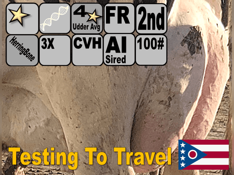 (5) Fresh 2nd Lact Holsteins | Fresh 11-10 to 12-26 | 3X Group Avg 38 DIM *113#m (127#ecm) 4.4%f 3.1%p 16(K)scc, 4⭐Udders, 1st Lact 305me Avg 34361#m, 157 pCM$, 158 pNM$ | AI Sires Avg 374 NM$ | Dams 305me Avg 33859m 1563f  1054p 2617cfp | ⭐GOLD STAR Genetic Focus Herd - RHA 31548m 4.6%f 1410f 3.2%p 1025p, Last Test 96#m 4.7%f 3.3%p 88(k)scc | Herringbone Parlor, Sand Stalls, Headlocks, Complete Herd Health & Vaccinations, Registered | Lots 4A & 4B are split by Lact & are hooked together for bidding, therefore will remain open until bidding is complete on both lots |  Doughty-Valley Holsteins Millersburg, OH | Load By 1-16-26  (Rep Dave Bennett 989-286-7244) | Testing To Travel 3274 3287 3288 3289 3298 3301 3313 3272 3289 3307