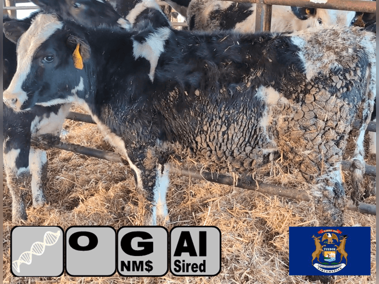 (5)  Open Holstein Heifers | Born 3-21-25 to 6-30-25 | Medium Flesh, Est Weight Range 400#-550#  | Genomic Tested Group Avg 274 gNM$ 225 gCM$ | AI Sired (Sires NM$ Avg 378) | Dams 305me Avg 37320me 1484f 1127p 2611cfp | Genetic Focus Herd, RHA 29928m 4.5%f 1365f 3.2%p 954p, Last Test 95#m 4.4%f 33.2%p | Lots 30A & 30B are hooked together for bidding, therefore will remain open until bidding is complete on both lots | Bollinger Farms Vestaberg, MI | Load by 1-16-26 (Rep Shaun Hyde 989-287-2660) | 2792 2809 2812 2819 2824