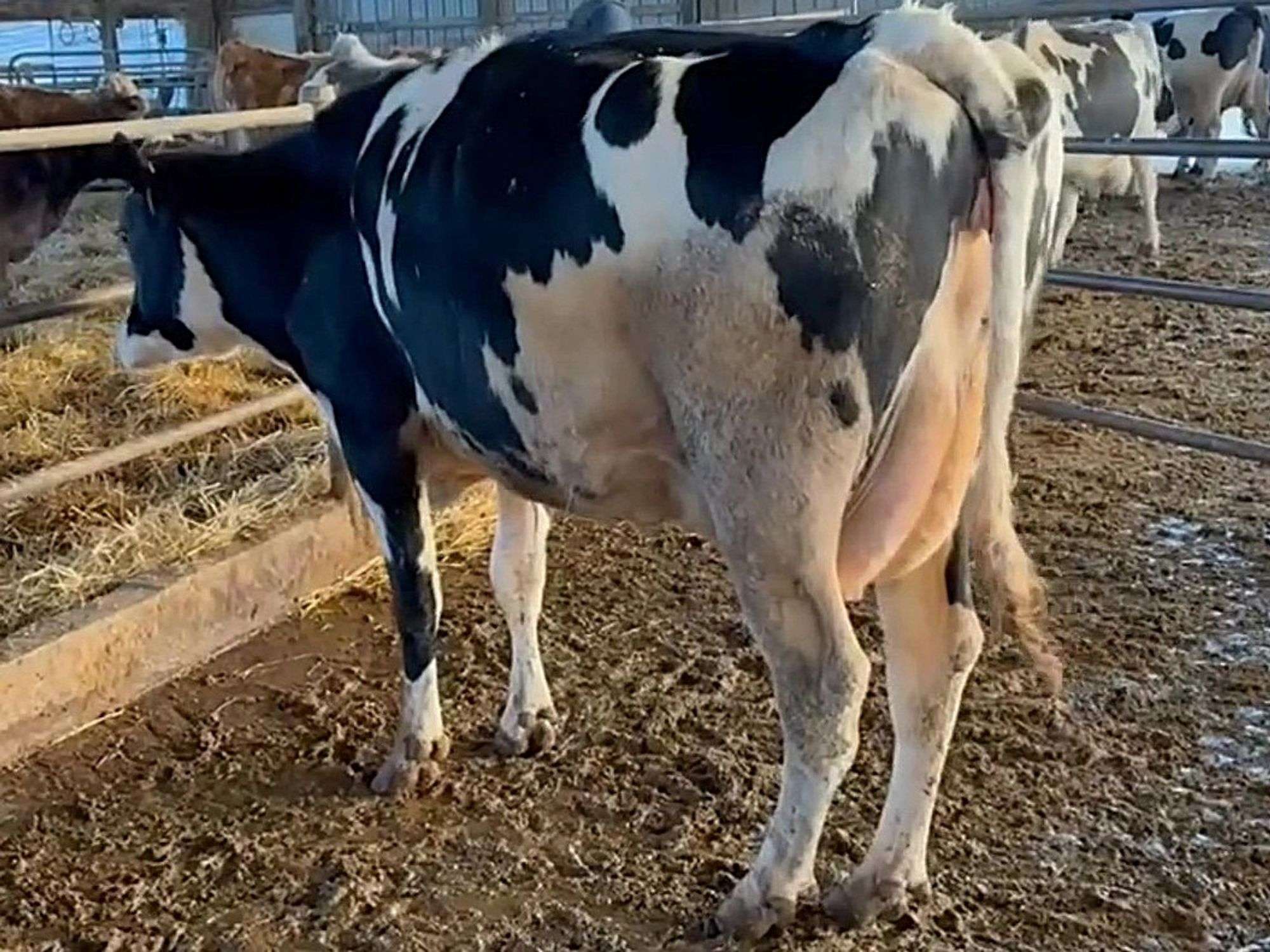 K&K Dairy Milking Herd Dispersal - Kreeger & Associates