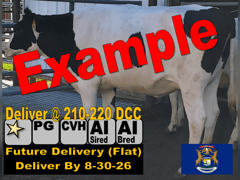 EXAMPLE-NOT FOR SALE | 38 Preg Heifers (Delivery By 8-30-26) Due 10-1 to 10-15 (DCC @ Delivery 210-220) AI Sired, AI Bred Sexed, Dams Avg 30K | ASKING PRICE $4000 Per Head (Settlement Price = Price Realized x 38) | Dairy D Lansing, MI (Paul Warner 517-231-8427) | Click for view for complete listing