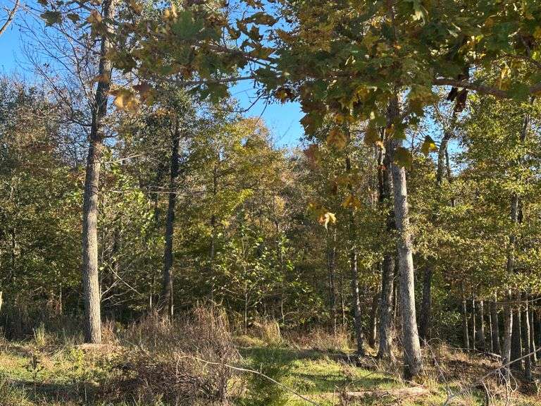 Martha Hoskins Revocable Trust - 5.22+/- Acres - John Bam Carney Memorial Highway (South Bypass) Campbellsville, KY