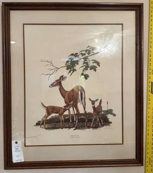 Whitetale deer Ray Harm print