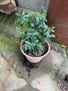 Assortment of Flower Pots