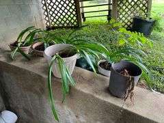 Assortment of Flower Pots