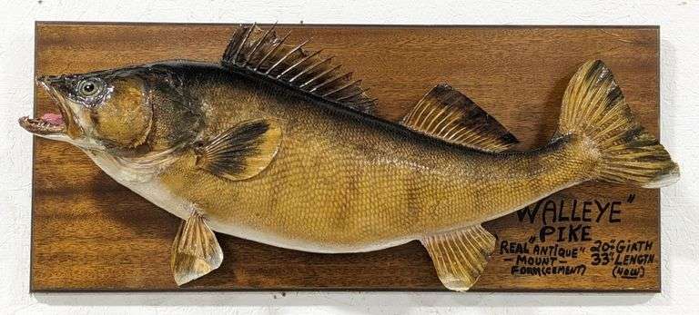 Antique Trophy Walleyed Pike Mount on Plaque