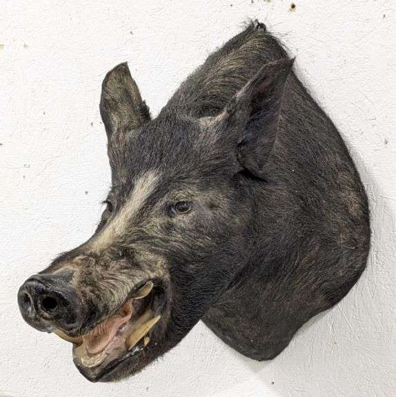 Warthog Shoulder Mount Taxidermy