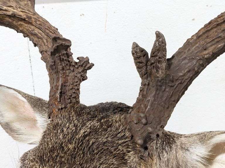 Standing 15-Point Whitetail Deer Shoulder Mount