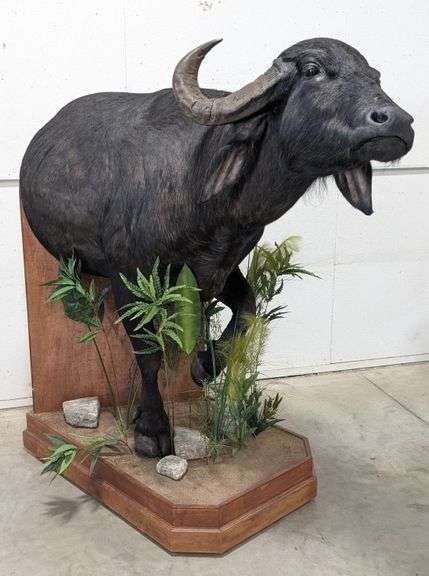 African Cape Buffalo Half Body Taxidermy Mount