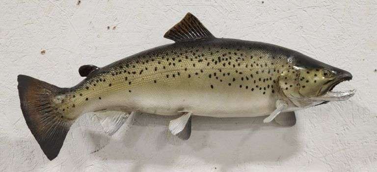 Vtg Steelhead Trout Taxidermy Mount