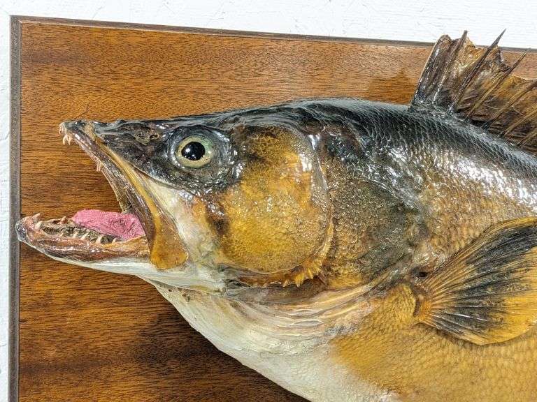 Antique Trophy Walleyed Pike Mount on Plaque