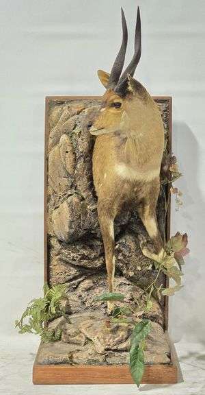 African Cape Bushbuck Half Body Taxidermy Mount