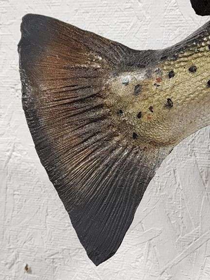 Vtg Steelhead Trout Taxidermy Mount