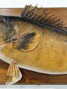 Antique Trophy Walleyed Pike Mount on Plaque