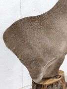 Standing 15-Point Whitetail Deer Shoulder Mount