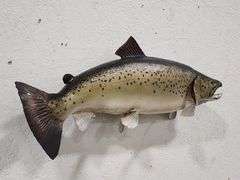 Vtg Steelhead Trout Taxidermy Mount