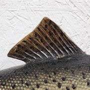 Vtg Steelhead Trout Taxidermy Mount