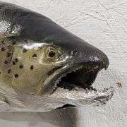 Vtg Steelhead Trout Taxidermy Mount