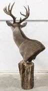Standing 15-Point Whitetail Deer Shoulder Mount