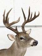 Standing 15-Point Whitetail Deer Shoulder Mount