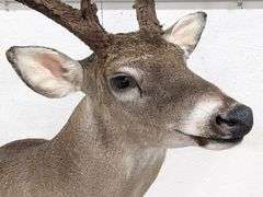Standing 15-Point Whitetail Deer Shoulder Mount