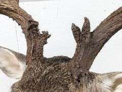 Standing 15-Point Whitetail Deer Shoulder Mount