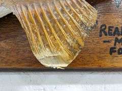 Antique Trophy Walleyed Pike Mount on Plaque