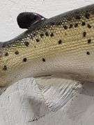 Vtg Steelhead Trout Taxidermy Mount