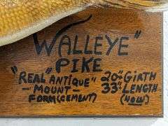Antique Trophy Walleyed Pike Mount on Plaque