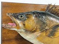 Antique Trophy Walleyed Pike Mount on Plaque