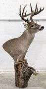 Standing 15-Point Whitetail Deer Shoulder Mount