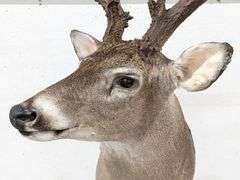 Standing 15-Point Whitetail Deer Shoulder Mount
