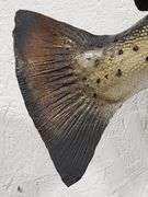 Vtg Steelhead Trout Taxidermy Mount