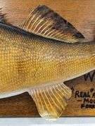 Antique Trophy Walleyed Pike Mount on Plaque