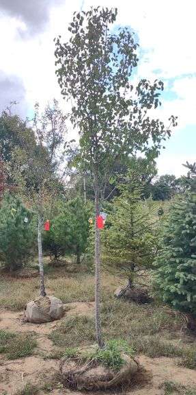 Cleveland Select Pear