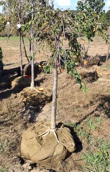 Cherry Snow Mountain 3' Graft