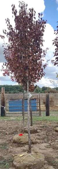 Cleveland Select Pear