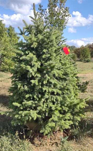 Blue Colorado Spruce