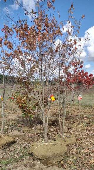 White Flowering Dogwood
