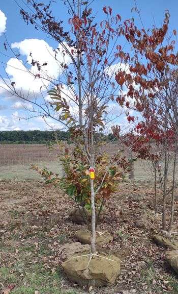 White Flowering Dogwood