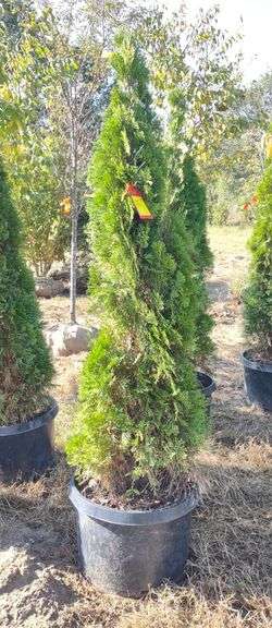 Emerald Green Arborvitae