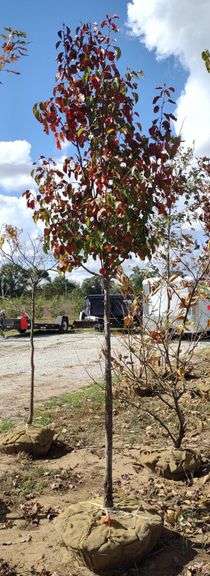 Cleveland Select Pear