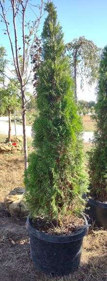Emerald Green Arborvitae