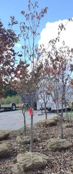 White Flowering Dogwood