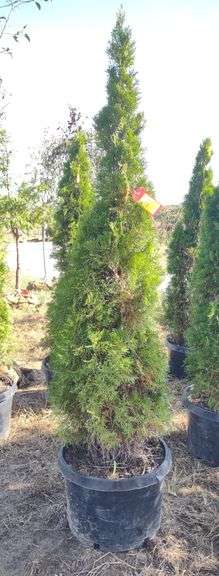 Emerald Green Arborvitae