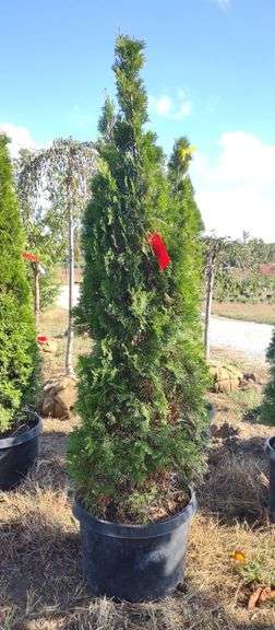 Emerald Green Arborvitae