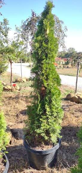 Emerald Green Arborvitae