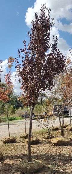 Cleveland Select Pear