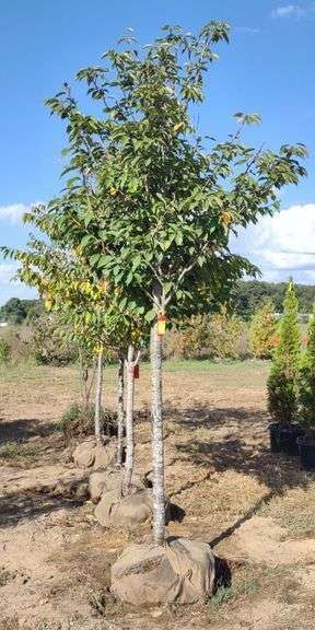 OLO Trees and Shrubs Auction - Walkerton, IN